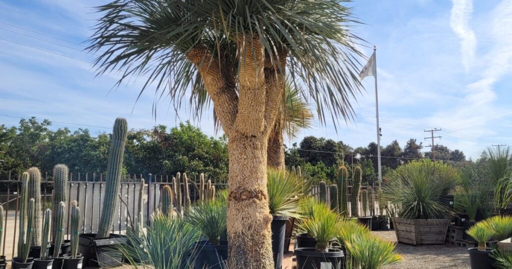  Beaked Yucca Height And Size