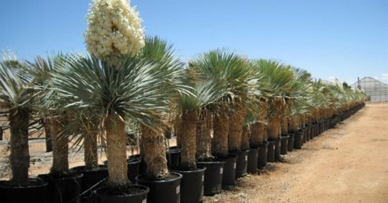 Beaked Yucca Plant