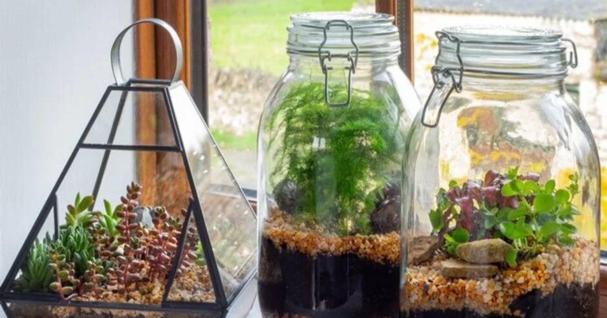 Easy Terrarium Plants