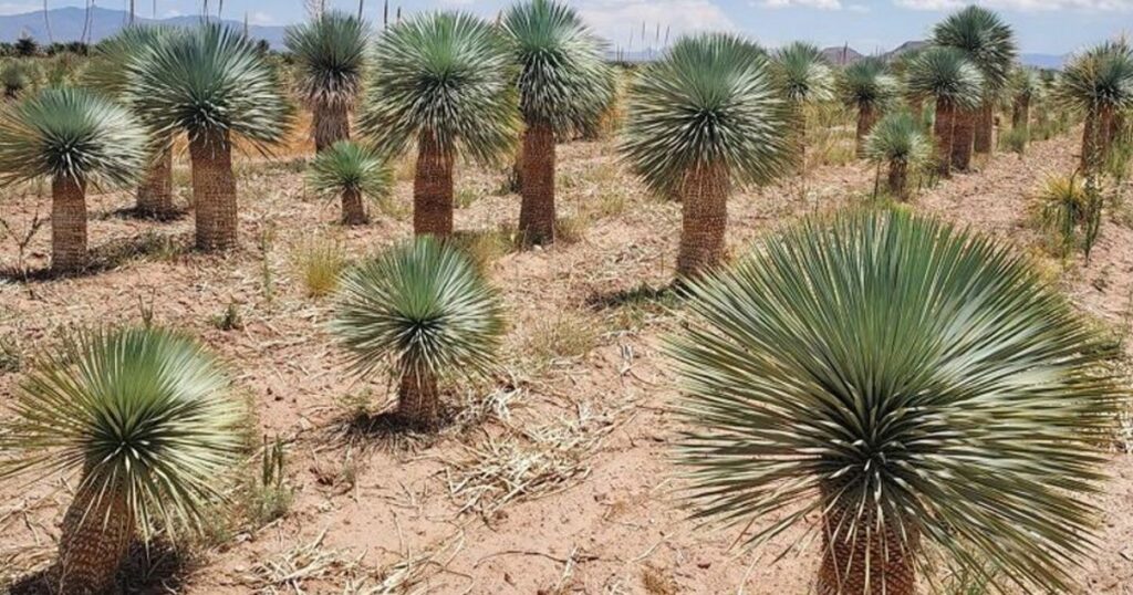 How to Plant Beaked yucca?