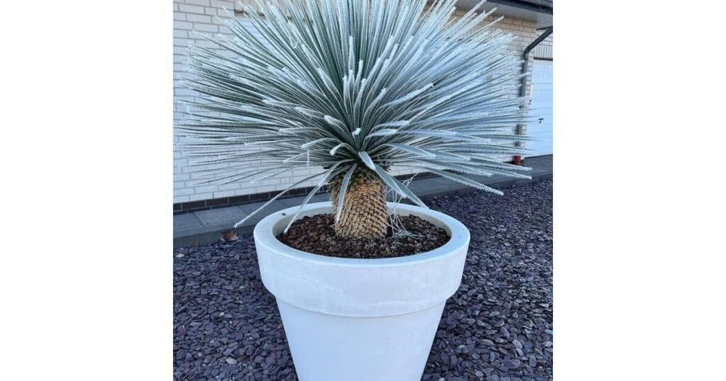 How to Prune Beaked yucca?