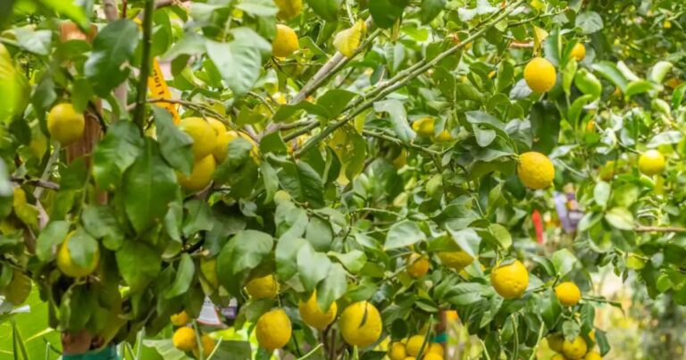 Lisbon Lemon Tree