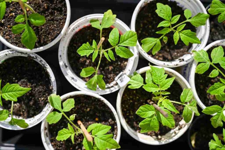 How Deep to Plant Tomato Plants: A Complete Guide