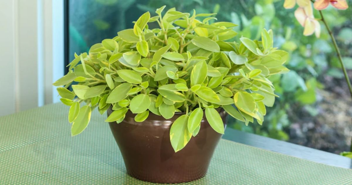 Teardrop Peperomia Care